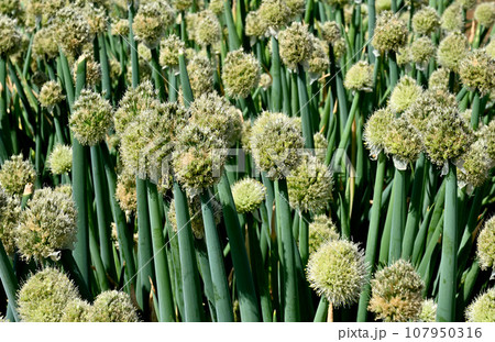 植物:ネギ ヒガンバナ科 埼玉県川口市 植物:ネギ ヒガンバナ科 埼玉県川口市 107950316