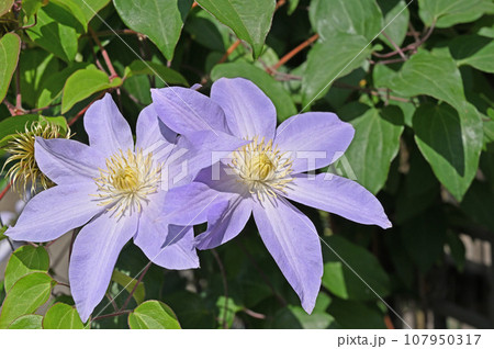 植物：クレマチス　キンポウゲ科　埼玉県川口市 107950317