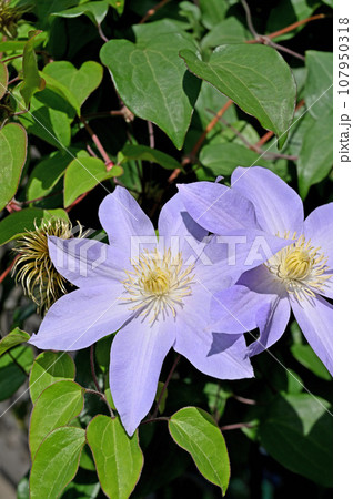 植物：クレマチス　キンポウゲ科　埼玉県川口市 107950318