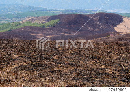 山火事直後の霧ヶ峰の草原 山火事直後の霧ヶ峰の草原 107950862