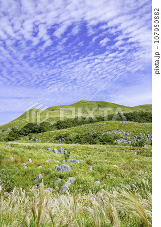 ススキが風に揺れる秋の美しい平尾台（福岡県北九州市） 107950882