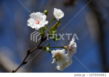 秋に咲く子福桜 107950961