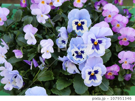 カラフルな花壇　パンジー　ビオラ　背景 107951346