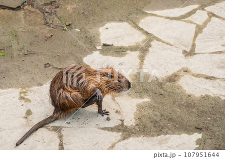 ヌートリア ヌートリア 107951644