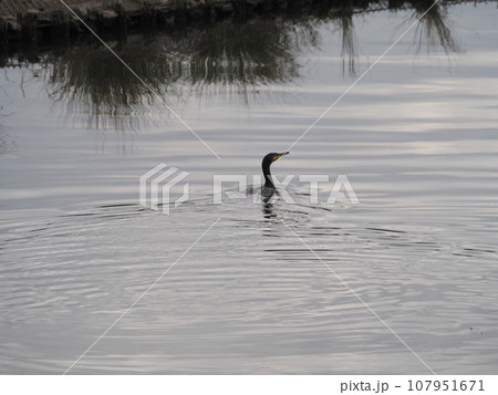 荒川の餌場で泳ぐカワウ 107951671