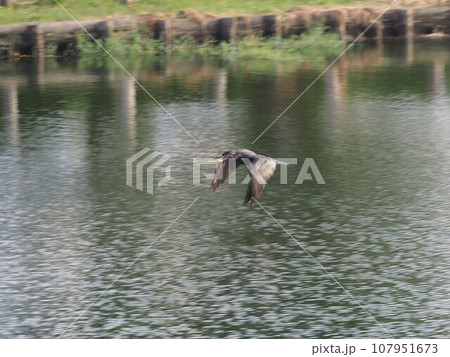 川口市荒川運動公園のふな池から飛び立つカワウ 107951673