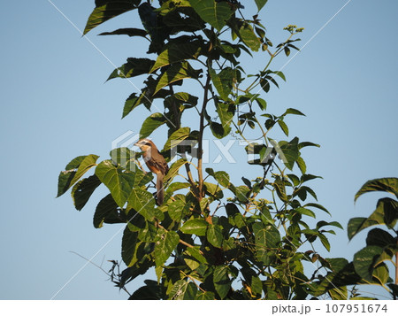 荒川河川敷の木に止まってさえずるモズ 107951674