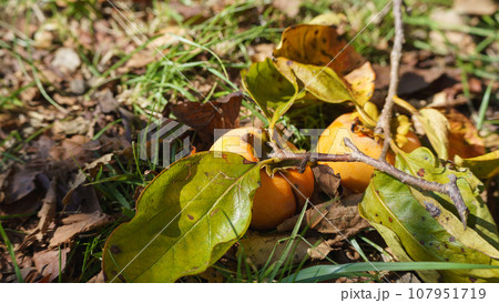 枝ごと落ちた柿の実 107951719