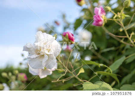 真っ白な酔芙蓉 イメージ 真っ白な酔芙蓉 イメージ 107951876