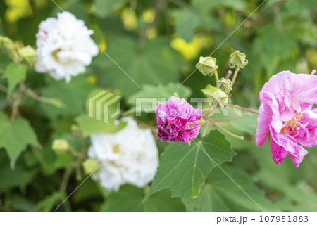 酔芙蓉 白からピンクに染まる酔芙蓉 イメージ 酔芙蓉 白からピンクに染まる酔芙蓉 イメージ 107951883