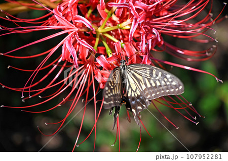 彼岸花とナミアゲハ 107952281