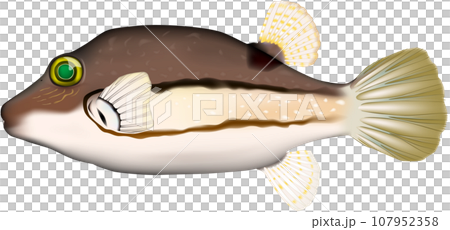 キタマクラ　魚イラスト 107952358