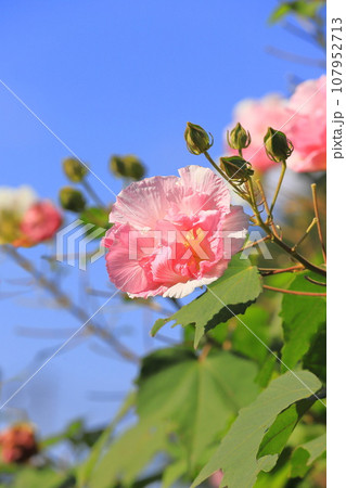 白からピンクに色が変わる途中の酔芙蓉（スイフヨウ）　 107952713