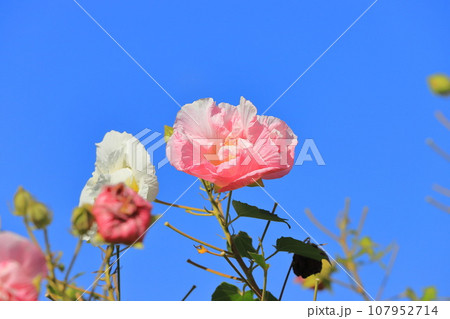 白からピンクに色が変わる途中の酔芙蓉（スイフヨウ）　 107952714