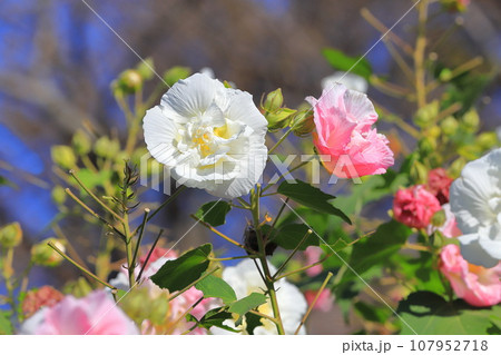 白からピンクに色が変わる途中の酔芙蓉（スイフヨウ）　 107952718