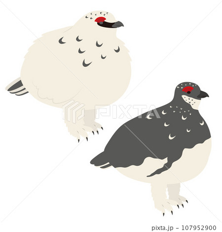 雷鳥のオスのイラスト 107952900