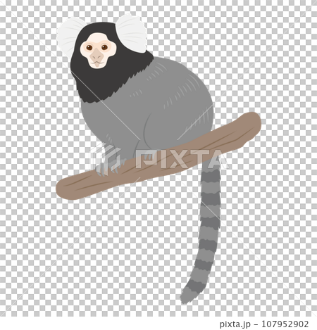 Illustration of common marmoset Illustration of common marmoset 107952902