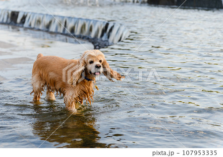 An American Cocker Spaniel bathes in the park. An American Cocker Spaniel bathes in the park. 107953335