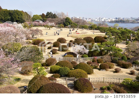 水戸市 偕楽園の見晴広場と満開の梅と千波湖 水戸市 偕楽園の見晴広場と満開の梅と千波湖 107953859