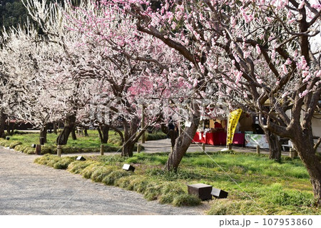 水戸市 偕楽園周遊路と満開梅の花 水戸市 偕楽園周遊路と満開梅の花 107953860