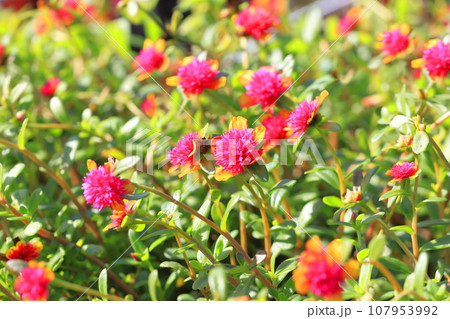 二色のかわいいポーチュラカの花 二色のかわいいポーチュラカの花 107953992