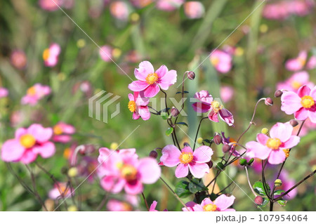 ピンク色の秋明菊(シュウメイギク) ピンク色の秋明菊(シュウメイギク) 107954064