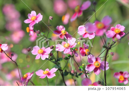 ピンク色の秋明菊（シュウメイギク） 107954065