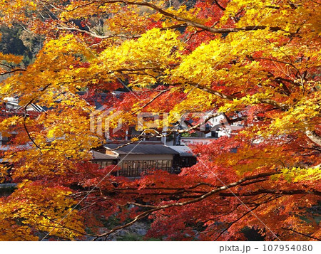 香嵐渓のモミジの紅葉風景 107954080