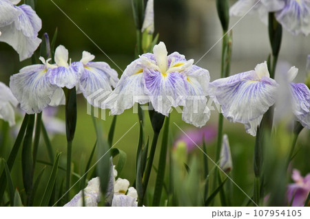 花菖蒲 107954105