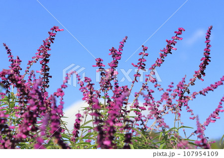 紫色のアメジストセージ（メキシカンブッシュセージ） 107954109