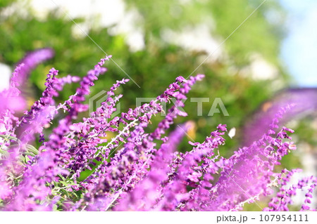 紫色のアメジストセージ（メキシカンブッシュセージ） 107954111