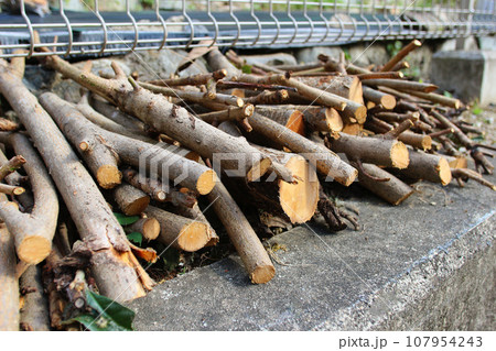 庭を手入れした時の、木の枝が積み重なる写真 107954243