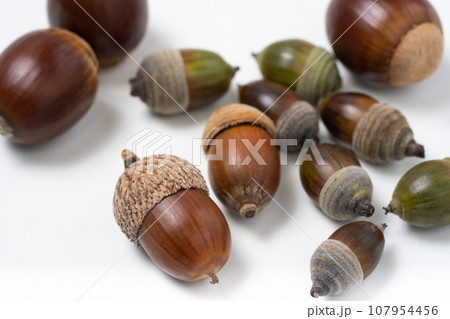 白バックの上に並べたどんぐりの写真素材 [107954456] - PIXTA