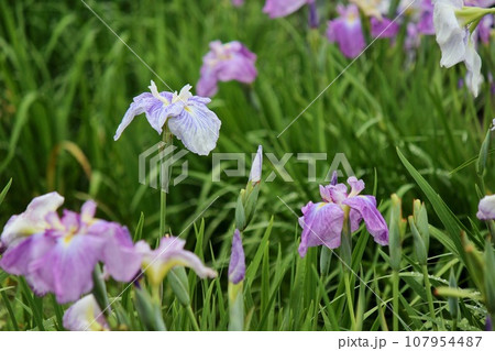 花菖蒲 107954487