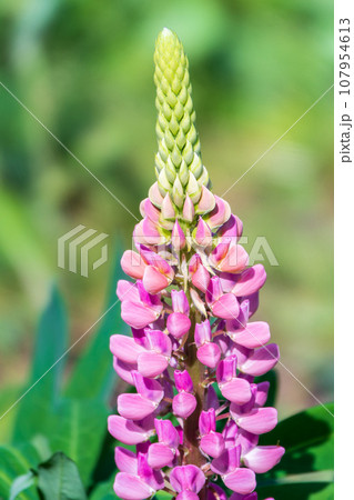 Lupins, lupin plant, lupinus, with pink flowers growing in a back garden 107954613