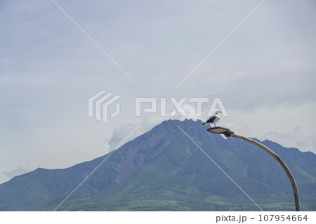 利尻山を背景に街灯で羽を休める野鳥 107954664