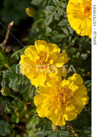 鮮やかな黄色い可憐な花マリーゴールド 舗道脇植え込みに咲いていた 鮮やかな黄色い可憐な花マリーゴールド 舗道脇植え込みに咲いていた 107954693