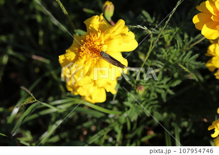 秋の庭に咲く黄色いマリーゴールドの花の蜜を吸うチャバネセセリ蝶 107954746