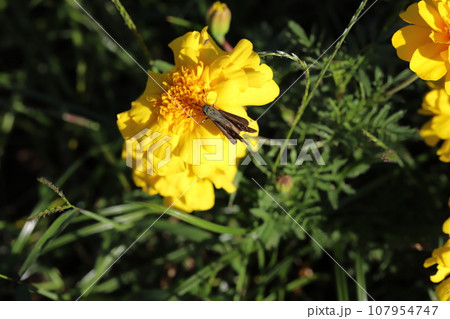 秋の庭に咲く黄色いマリーゴールドの花の蜜を吸うチャバネセセリ蝶 107954747