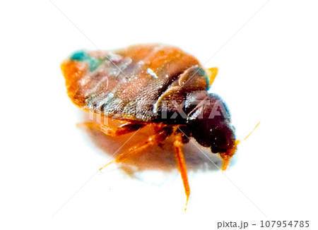 Bedbug on white background with selective focus 107954785