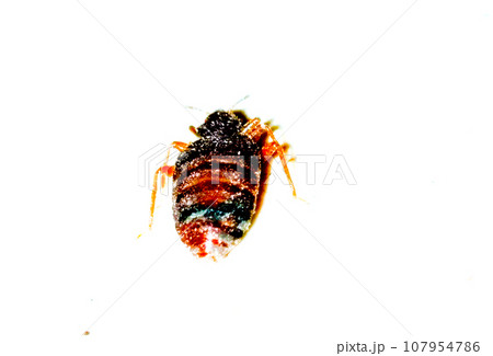 Bedbug on white background with selective focus Bedbug on white background with selective focus 107954786