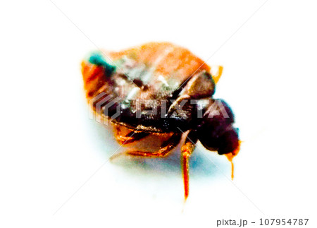 Bedbug on white background with selective focus Bedbug on white background with selective focus 107954787