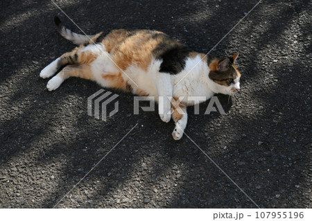 三毛猫 107955196