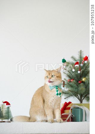 british cat wear green necktie sit on white table with christmas tree gift box and ornament decorate background 107955238