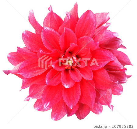 Red dahlia. Flower on a white isolated background with clipping path. For design. Closeup. Nature. Red dahlia. Flower on a white isolated background with clipping path. For design. Closeup. Nature. 107955282