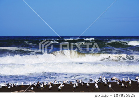 打ち寄せる波と波打ち際のカモメ 打ち寄せる波と波打ち際のカモメ 107955928