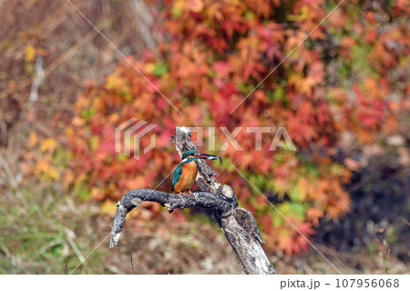 紅葉に映えるエサを咥えたカワセミ。 107956068