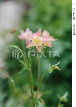 Delicate pink flowers of aquilegia in summer in the garden 107956183