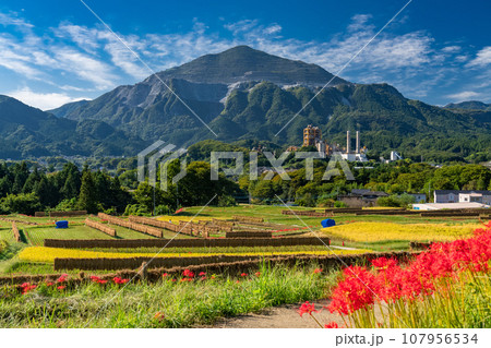 《埼玉県》秋の秩父・彼岸花満開の寺坂棚田 107956534
