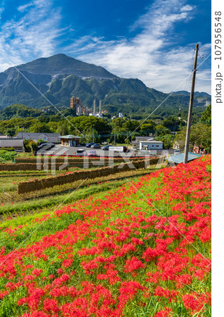 《埼玉県》秋の秩父・彼岸花満開の寺坂棚田 107956548